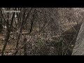 Whitetail Deer in Weehawken, New Jersey (Quick Video)