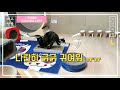 [ENG SUB] The rescued Baby Cat was vaccinated at a vet clinic.