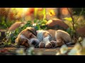 Anti-anxiety music for dogs 🐶 Music to help your dog fall asleep after 30 minutes 🎵