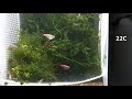 Caught in the ACT! How to increase yield when breeding egg laying aquarium fish