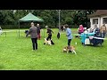 Hound Association of Scotland Limited Show 2024 - Beagle Open