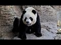A Day at Chimelong Safari Park, Guangzhou, China. Panda Village @richscenic #richscenic
