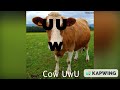 Cow UwU (Official Audio)