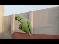 Ringneck parrot is full on masti | parrot dancing on chair | parrot speaks in urdu&hindi