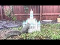 Squirrels Playing and Eating at our backyard Disney Castle to Relaxing Music ASMR #nature #disney