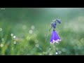 Beautiful Relaxing Music - Calming Piano & Guitar Music by Soothing Relaxation