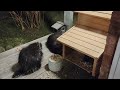 Hilarious Porcupine Slap Fight