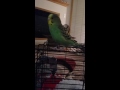 Sofia dances and gives kisses - Parakeet/Budgie