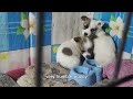 Abandoned puppies were once beaten, Seeing the rescuer also Tremble