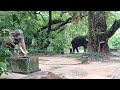 six tusker/ elephant camp Guruvayoor/ cleaning/ beautiful elephant video