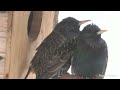 Скворцы в шоке.  Опять зима в апреле. The starlings are shocked. It's winter again in April.