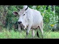 Video of Herding a Herd of Cows from the Village to the Animal Farm Pen - The sound of cows