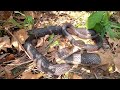 Snakes stuck in a garden fence.