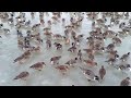 瓢湖に集まる水鳥たち。