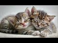 2 Cute Kittens, Sleeping And Hugging - Free images Generated with AI