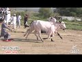 khour - 6.7.2024 - bull race - hamza sky video fateh jang