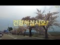 경포벚꽃축제길 따라~