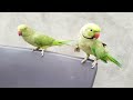 Green Ringneck parrot playing with baby parrot 🦜 || parrot speaks in Urdu&Hindi || Mitthii parrot