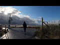 English Springer Spaniel Enzo Walk on the beach