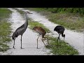 Sandhill Cranes and a snake