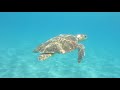 Το υπέροχο ταξίδι της χελώνας από τη γέννα στη θάλασσα