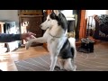 Husky tricks