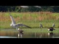 Sandhill Cranes attack Eagles