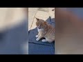 Try Not To Laugh 🤣 New Funny Cats Video 😹 - MeowFunny Part 17