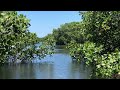 Paddling Terra Ceia Mangroves