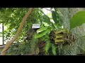 Cluj-Napoca, Gradina Botanica (Botanical Garden) - Vizitez Romania ep4 - travel calatorie vlog diary