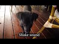 10 Sounds Dogs Love To Hear the Most