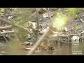 Первые утята кряквы. The first mallard ducklings.