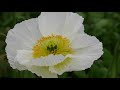 How to Grow Icelandic Poppies for the First Time - Cut Flower Garden