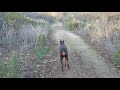 Doberman and coyotes check each other out.