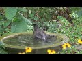 The bird is blurry, but shows a male Robin, graduated from fledgling; Alexandria, Va; Aug 19, 2019