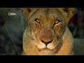 Driving Danger Away | Animal Fight Club | हिन्दी | Full Episode | S4 - E5 | National Geographic