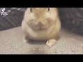 Bunny Edit