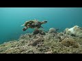 Sneaking on Sea Turtle - Musandam Freediving مسندم