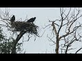 Big Bird feels the wind beneath his wings!