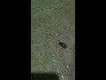little beetle barn bugs
