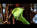 Kung fu Parakeet : Indian Rose-ringed Parakeet building its tree-nest.