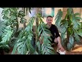 CHOP & EXTEND TUTORIAL - Grow large climbing plants indoors