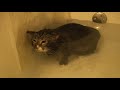 Cat Meows Underwater [ORIGINAL VIDEO]