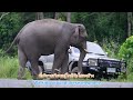 Ep 474 อลังการแม่ด้วนพาน้องเวหาข้ามถนน  ไร้แววภูผา#ช้างป่า #เขาใหญ่ #wildlife #elephant #nature #new