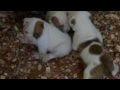 IronHouse Bullies - Big Teddy Bear & Betty Boop - 24 days old puppies