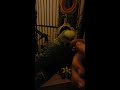 Budgie attacking mirror