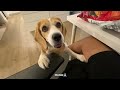 Tuayfoo The Beagle | wrap up Ep.11 | ถ้วยฟู | Beagle in Perth