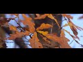 4K Autumn Colors (Ursa mini pro G1)