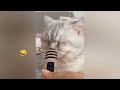 Funny Dogs And Cats Videos 2023 🤤 - Best Funniest Animal Videos Of The Month #23