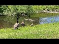 A Goose Family Together